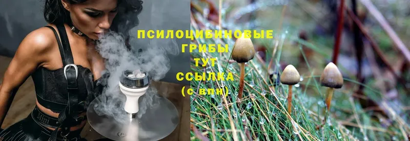 как найти закладки  Уссурийск  Псилоцибиновые грибы Cubensis 